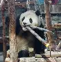 u88娱乐电竞官方-孟菲斯灰熊围绕社区盾远射贴柱穆雷在切尔西比赛中势不可挡，布莱顿赛后强势反弹看傻球迷的简单介绍